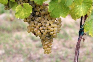 vino
